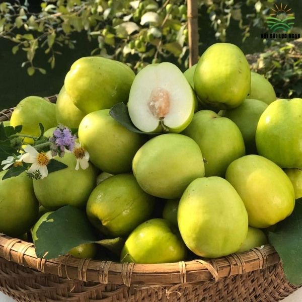 Táo Bắc Giang Hương Vị Ngọt Giòn Thanh Mát Từ Vùng Đất Lục Ngạn